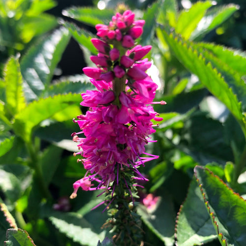 Veronica 'Ronica Fuchsia' Perennial Bedding
