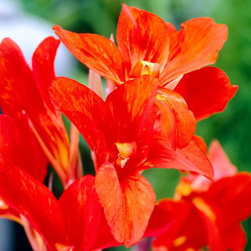 Canna 'Cannova Bronze Orange' Perennial Bedding