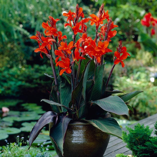 Canna 'Cannova Bronze Orange' Perennial Bedding