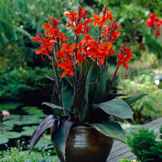 Canna 'Cannova Bronze Orange' Perennial Bedding