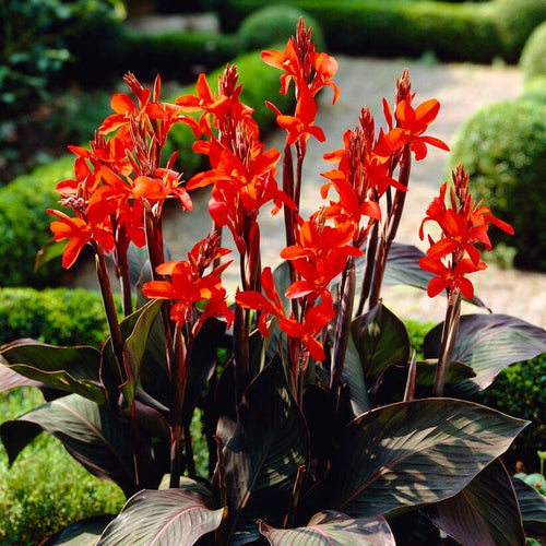 Canna 'Cannova Bronze Orange' Perennial Bedding