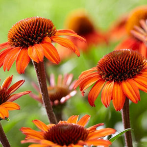 Echinacea 'SunSeekers Orange' Perennial Bedding