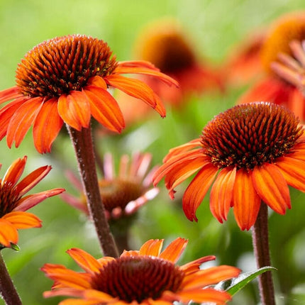 Echinacea 'SunSeekers Orange' Perennial Bedding