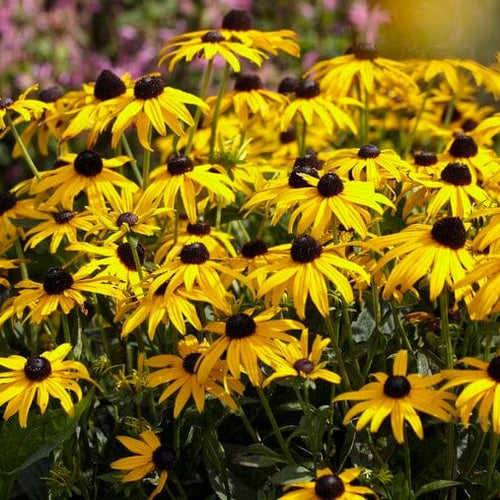 Rudbeckia 'Little Gold Star' Perennial Bedding