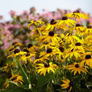 Rudbeckia 'Little Gold Star' Perennial Bedding