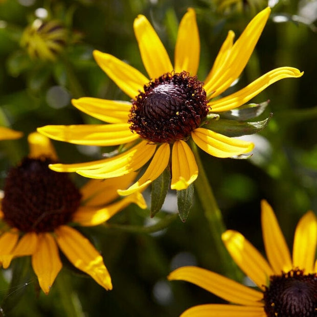 Rudbeckia 'Little Gold Star' Perennial Bedding