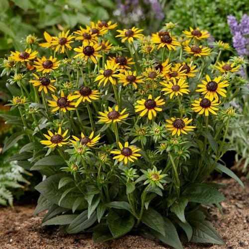 Rudbeckia 'Little Gold Star' Perennial Bedding