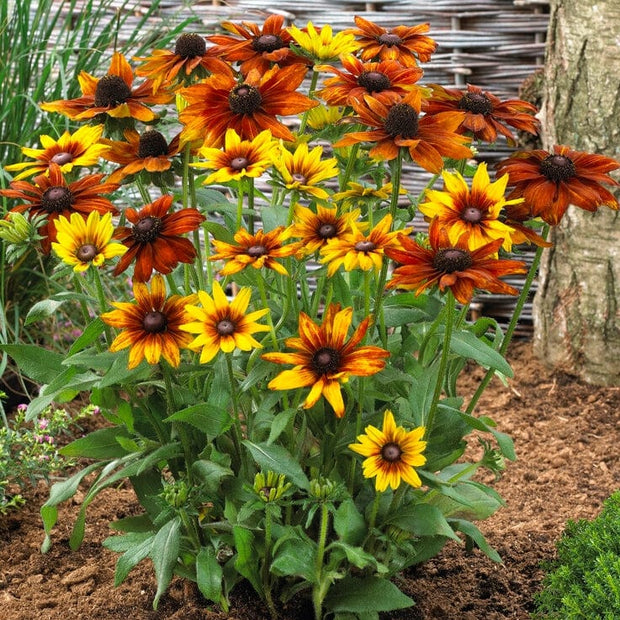 Rudbeckia 'Summerina Orange' Perennial Bedding