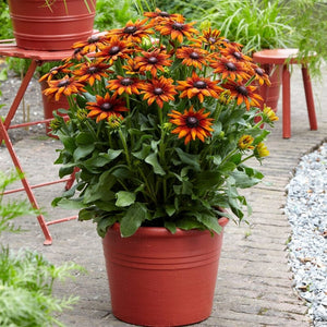 Rudbeckia 'Summerina Orange' Perennial Bedding