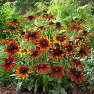 Rudbeckia 'Summerina Orange' Perennial Bedding