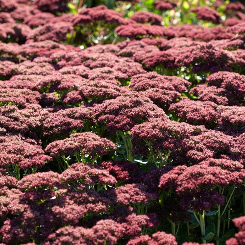 Sedum 'Autumn Joy' Perennial Bedding