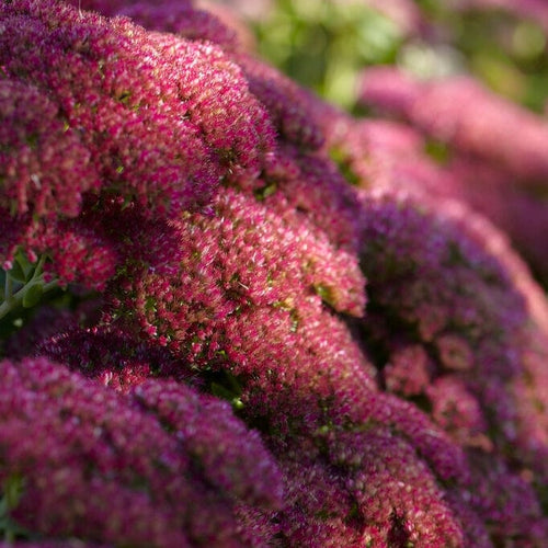 Sedum 'Autumn Joy' Perennial Bedding
