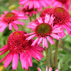 Echinacea 'Delicious Candy' Perennial Bedding