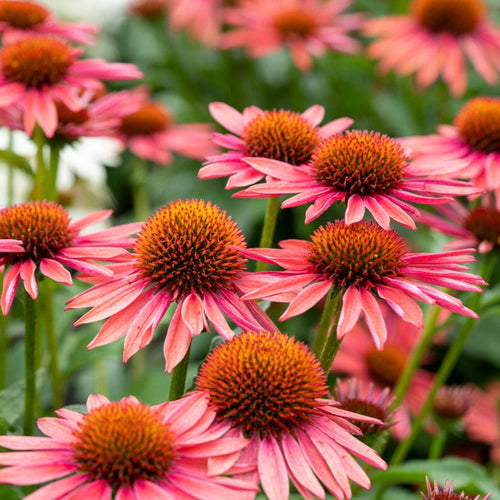Echinacea 'Mooodz Satisfy' Perennial Bedding