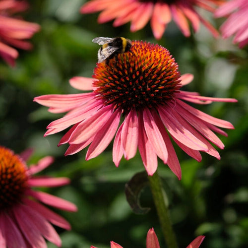 Echinacea 'Mooodz Satisfy' Perennial Bedding