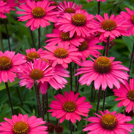 Echinacea 'Sensation Pink' Perennial Bedding