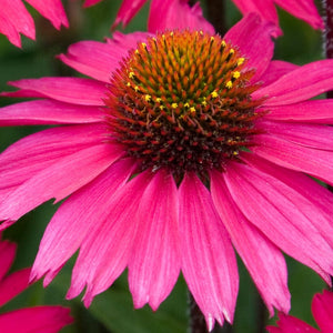 Echinacea 'Sensation Pink' Perennial Bedding