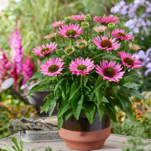 Echinacea 'SunSeekers Bubblelicious' Perennial Bedding