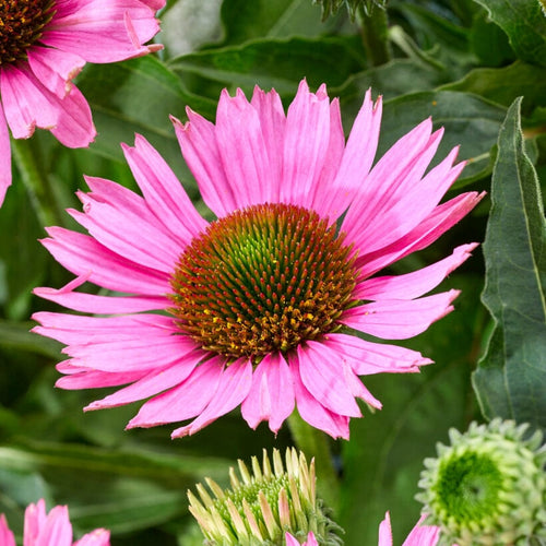 Echinacea 'SunSeekers Bubblelicious' Perennial Bedding