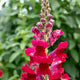 Antirrhinum 'Sonnet Crimson' Perennial Bedding