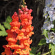 Antirrhinum 'Sonnet Orange Scarlet' Perennial Bedding