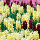 Antirrhinum 'Sonnet Yellow' Perennial Bedding