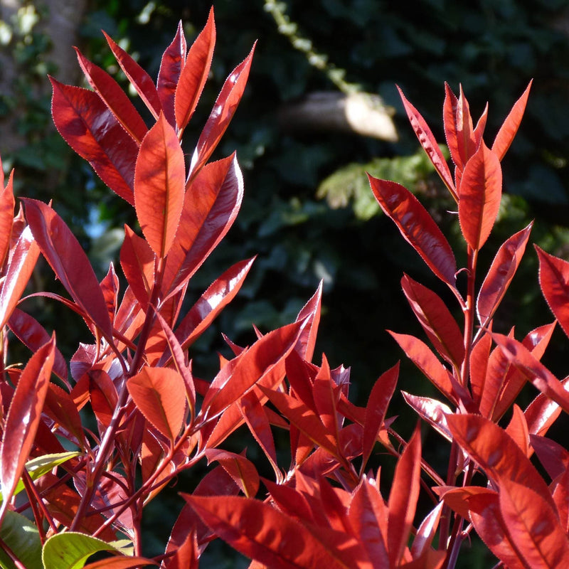 Photinia 'Compacta' | Iron Frame Trellis Ornamental Trees