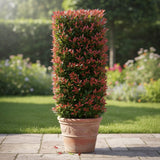Photinia 'Compacta' | Iron Frame Trellis Ornamental Trees