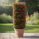 Photinia 'Compacta' | Iron Frame Trellis Ornamental Trees