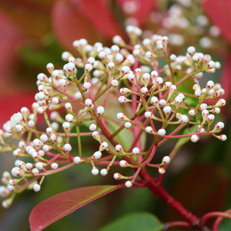 Photinia 'Compacta' | Iron Frame Trellis Ornamental Trees