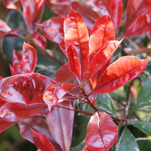 Photinia 'Compacta' | Iron Frame Trellis Ornamental Trees