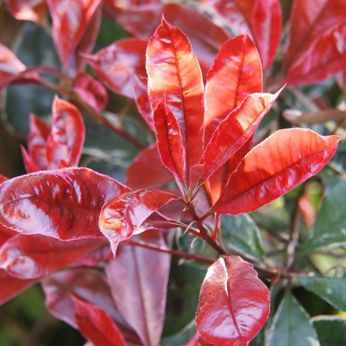 Photinia 'Compacta' | Iron Frame Trellis Ornamental Trees