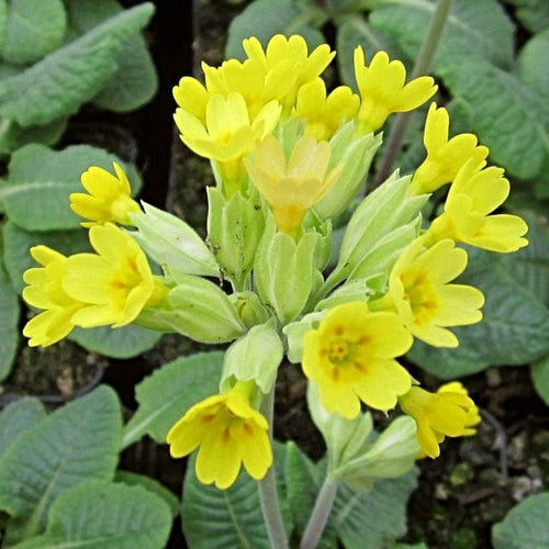 Primrose 'Cowslip' | Primula Veris Annual Bedding