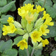 Primrose 'Cowslip' | Primula Veris Annual Bedding