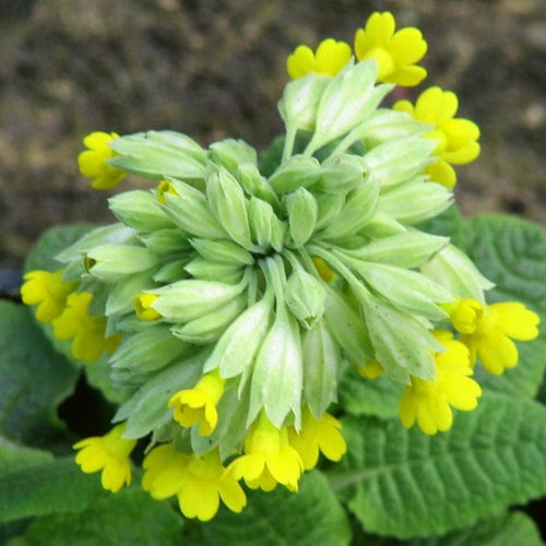 Primrose 'Cowslip' | Primula Veris Annual Bedding