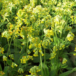 Primrose 'Cowslip' | Primula Veris Annual Bedding