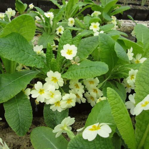 Wild Primrose | Primula Vulgaris Annual Bedding