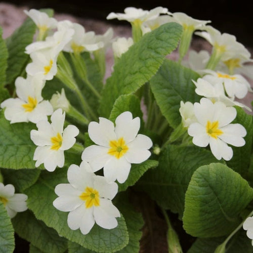 Wild Primrose | Primula Vulgaris Annual Bedding