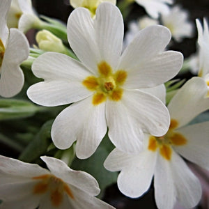 Wild Primrose | Primula Vulgaris Annual Bedding