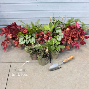 Perfect Plants for Shade | Woodland Wonderland Perennial Bedding