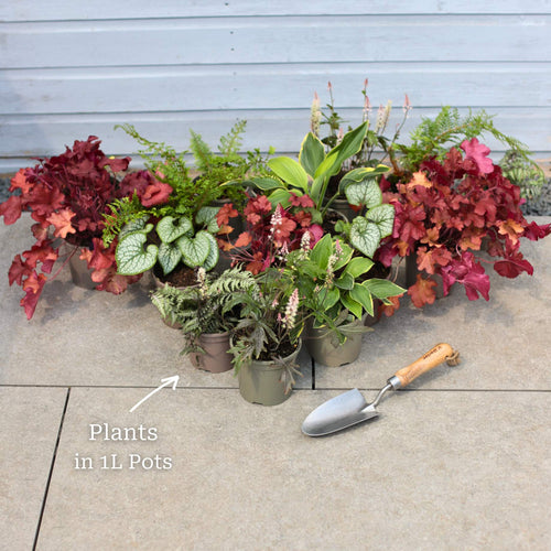 Perfect Plants for Shade | Woodland Wonderland Perennial Bedding