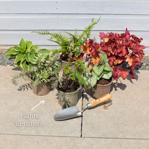 Perfect Plants for Shade | Woodland Wonderland Perennial Bedding