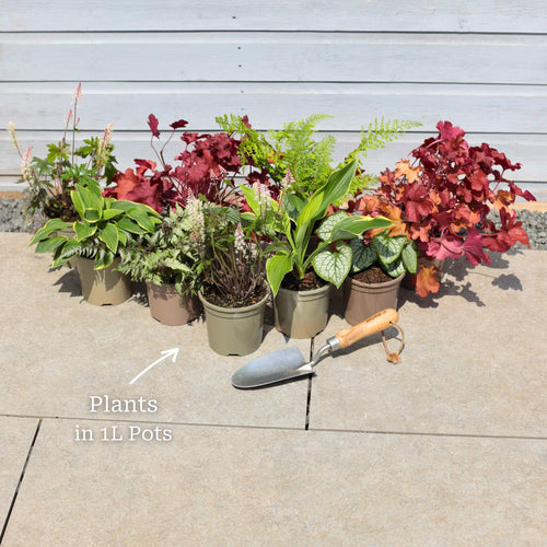 Perfect Plants for Shade | Woodland Wonderland Perennial Bedding