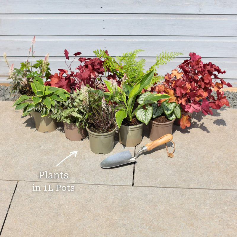 Perfect Plants for Shade | Woodland Wonderland Perennial Bedding