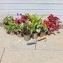Perfect Plants for Shade | Woodland Wonderland Perennial Bedding