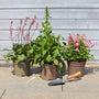 Perfect Plants for Shade | Woodland Wonderland Perennial Bedding