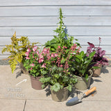 Perfect Plants for Shade | Woodland Wonderland Perennial Bedding
