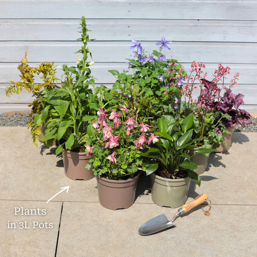 Perfect Plants for Shade | Woodland Wonderland Perennial Bedding