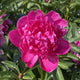 Peony 'Mother's Best'