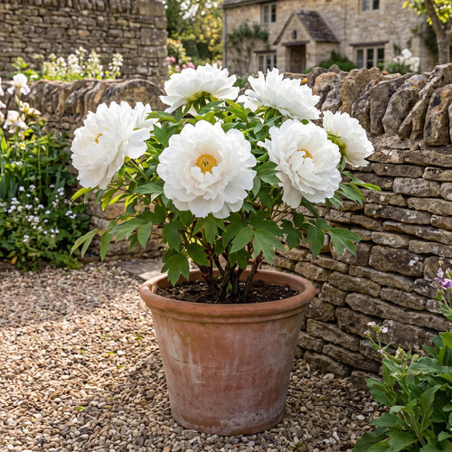 Tree Peony 'Bai Xue Ta' Perennial Bedding